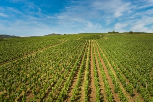 Clos de Chevigne