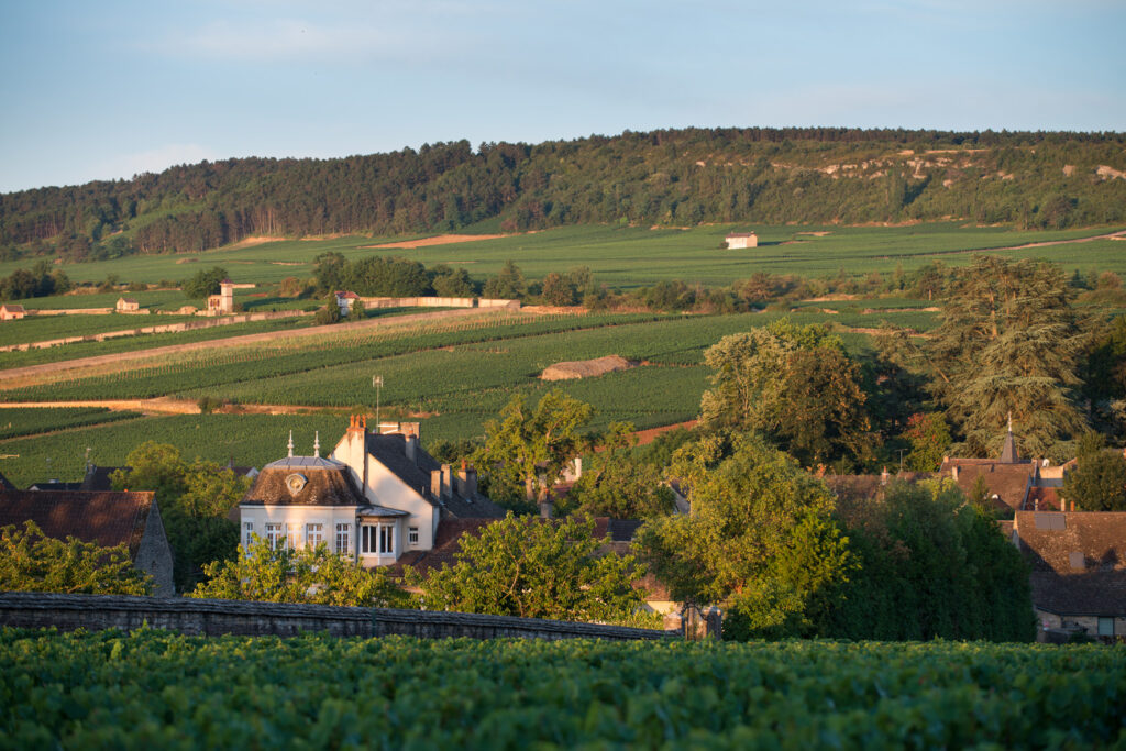 Meursault vignoble
