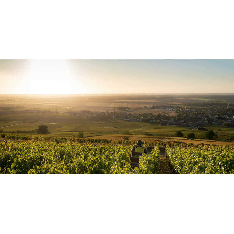 Vin de Bourgogne Grand Cru AOC : découvrez l'Excellence | Moillard