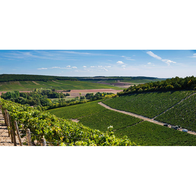 Vins Blancs de Bourgogne en Appellations Villages | Moillard