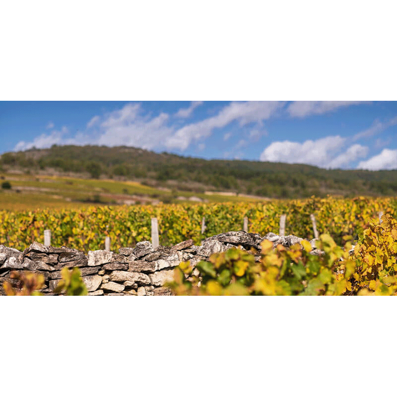 Vins Blancs de Bourgogne - Premiers Crus | Moillard