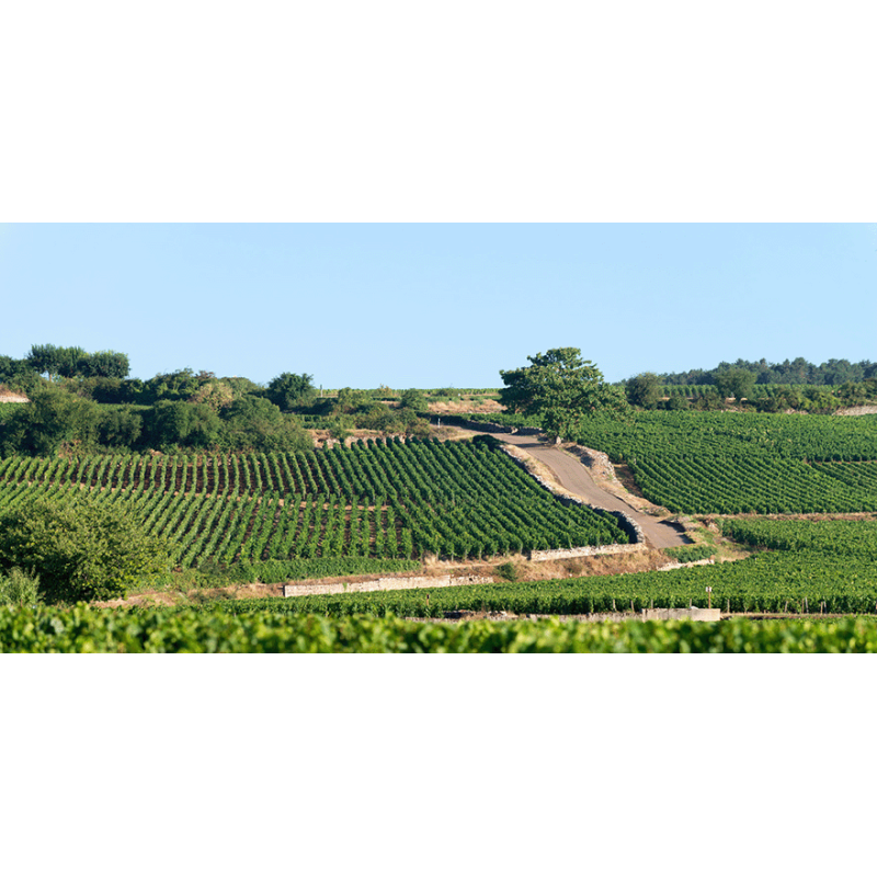 Vins Rouges de Bourgogne en Appellations Premiers Crus | Moillard