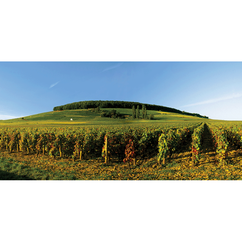 Vins Rouges de Bourgogne en Appellations Grands Crus | Moillard